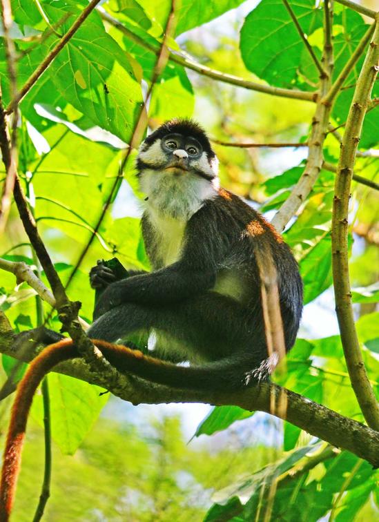 Primates In Kibale Forest